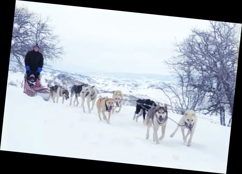 Grizzle-T Dog Sled Works