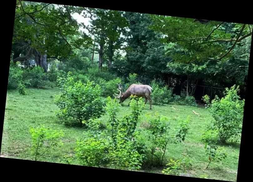 Louisiana Purchase Gardens Zoo