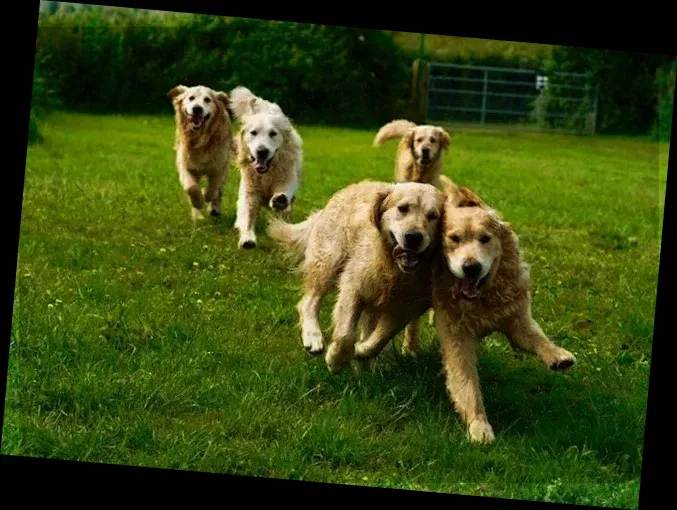 The Golden Retriever Experience