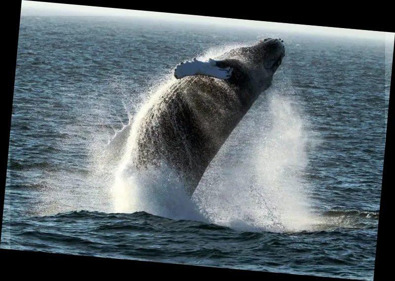 Bar Harbor Whale Watch Co