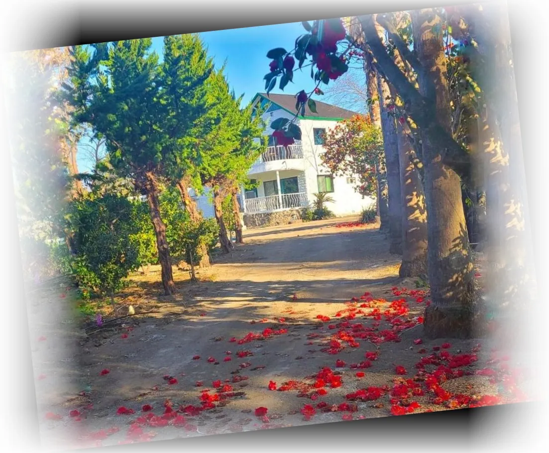 Osho_House_________________image_1.webp